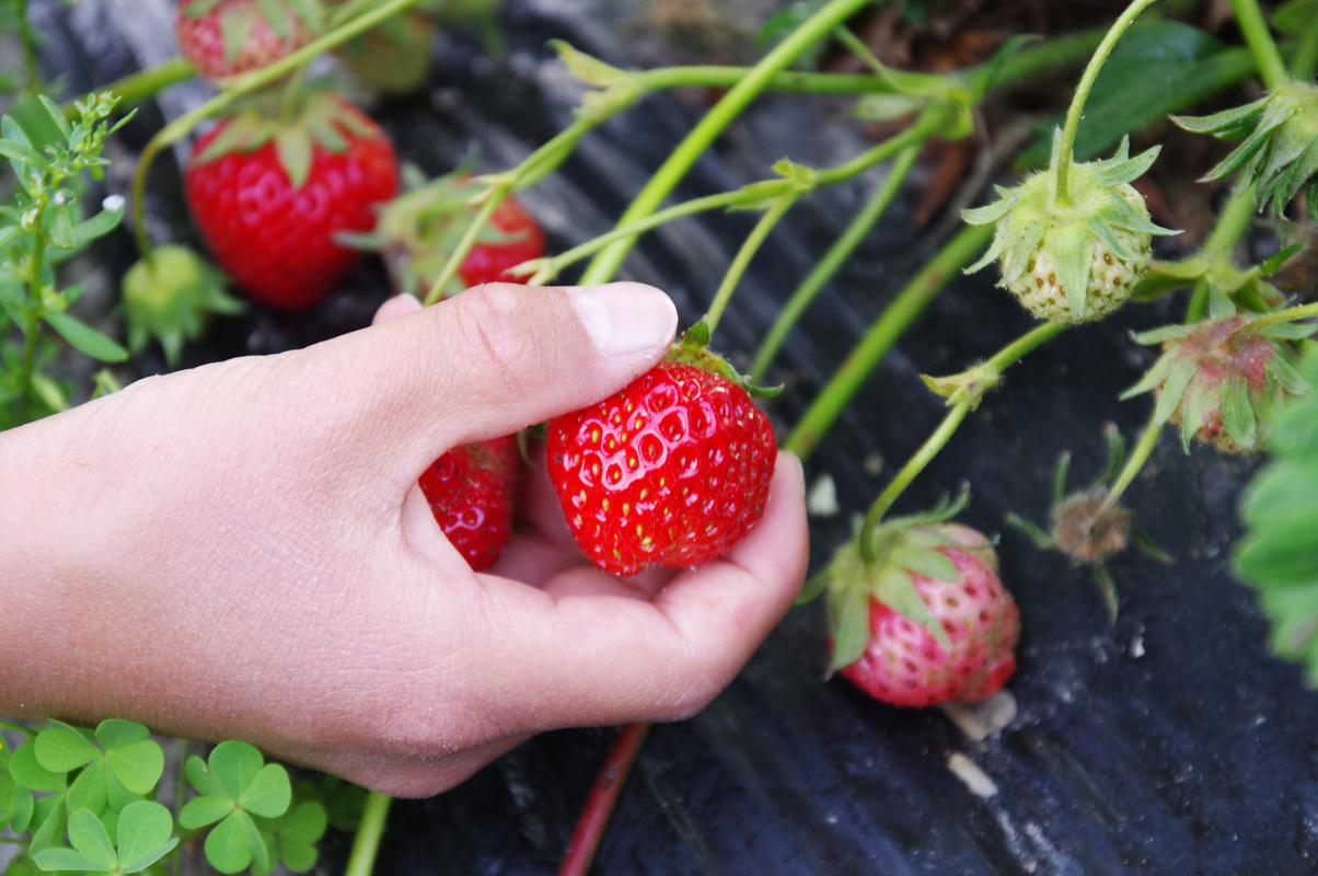 picking strawberries