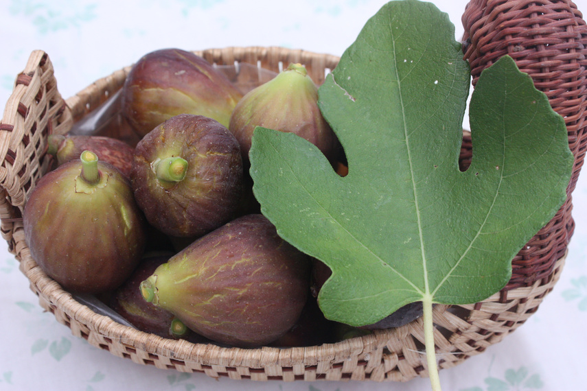 Picking figs